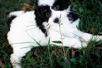 🪄 Magic 🪄, a female Aussiedoodle and Bernedoodle for sale in Lansing, MI – Photo 3 of 5