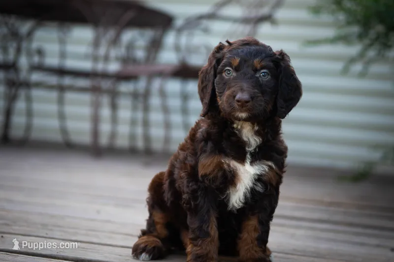 🌿 Electra 🌿 – Aussiedoodle, Bernedoodle puppy for sale in Lansing, MI