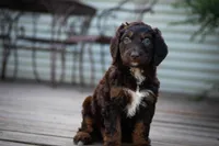 🌿 Electra 🌿, a female Aussiedoodle and Bernedoodle for sale in Lansing, MI – 2 of 2