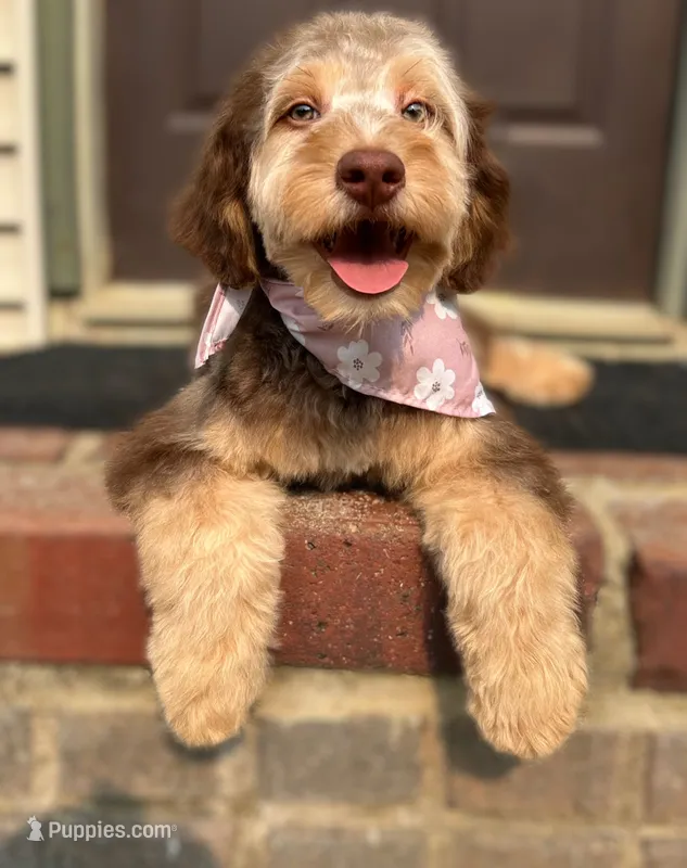 ❤️ Kat ❤️ – Miniature Bernedoodle, Miniature Aussiedoodle puppy for sale in Lansing, MI