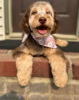 ❤️ Kat ❤️, a female Miniature Bernedoodle and Miniature Aussiedoodle for sale in Lansing, MI – 2 of 9