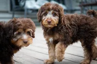 🤎 Kat 🤎, a female Miniature Bernedoodle and Miniature Aussiedoodle for sale in Lansing, MI – 8 of 9