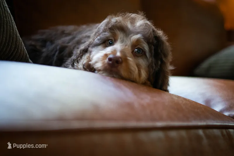 🤎 Kat 🤎 – Aussiedoodle, Miniature Aussiedoodle puppy for sale in Lansing, MI