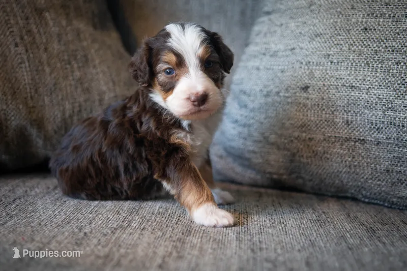 Elvis – Aussiedoodle, Bernedoodle puppy for sale in Lansing, MI