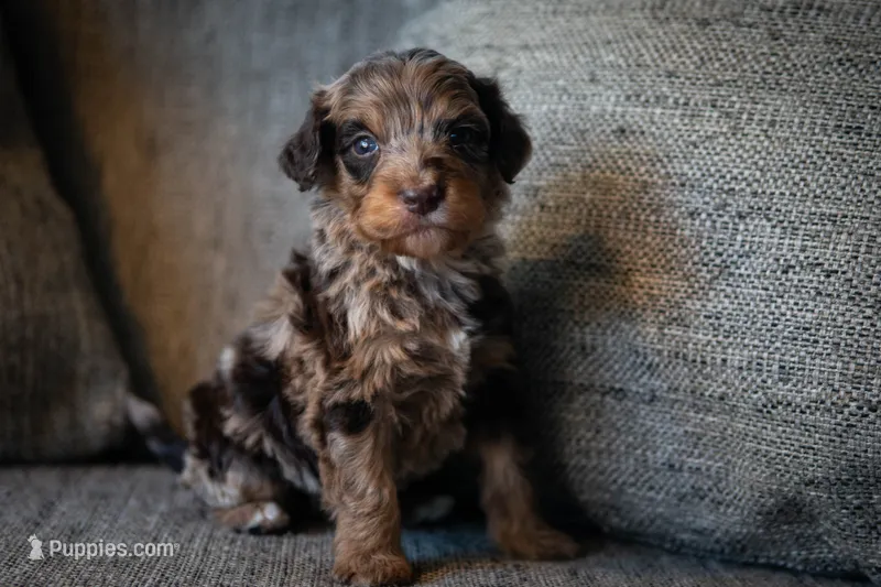 Bowie – Aussiedoodle, Bernedoodle puppy for sale in Lansing, MI
