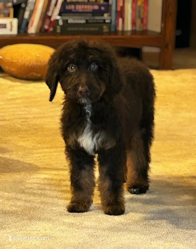 🌿 Electra 🌿 – Aussiedoodle, Bernedoodle puppy for sale in Lansing, MI
