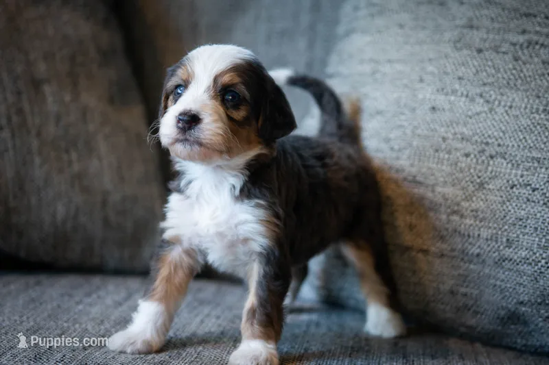Whitney, a female Aussiedoodle and Bernedoodle for sale in Lansing, MI – 1 of 4