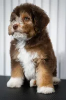 🍫 Snickers 🍫, a male Aussiedoodle and Miniature Aussiedoodle for sale in Lansing, MI – 3 of 6