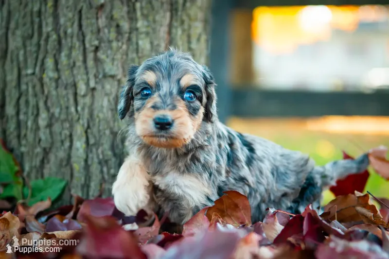 🍃🍂 Selena 🍂🍃 – Aussiedoodle, Bernedoodle puppy for sale in Lansing, MI