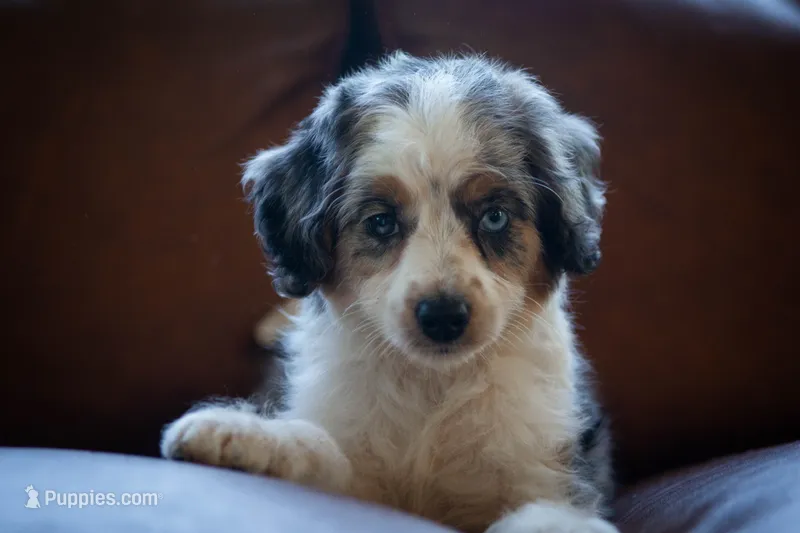 🕊️ Yuki 🕊️ – Aussiedoodle, Miniature Aussiedoodle puppy for sale in Lansing, MI