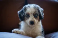 🕊️ Yuki 🕊️, a female Miniature Bernedoodle and Miniature Aussiedoodle for sale in Lansing, MI – 5 of 10