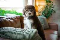 🤎 Snickers 🤎, a male Miniature Bernedoodle and Miniature Aussiedoodle for sale in Lansing, MI – 7 of 9