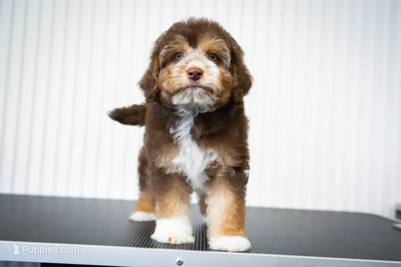 🍫 Snickers 🍫 – Aussiedoodle, Miniature Aussiedoodle puppy for sale in Lansing, MI