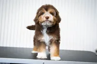 🍫 Snickers 🍫, a male Aussiedoodle and Miniature Aussiedoodle for sale in Lansing, MI – 1 of 6