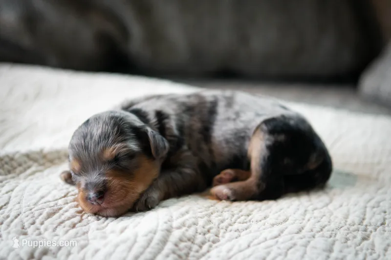Billie – Aussiedoodle, Bernedoodle puppy for sale in Lansing, MI