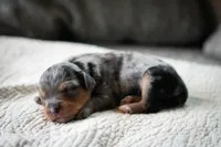 Billie, a female Aussiedoodle and Bernedoodle for sale in Lansing, MI – 1 of 1