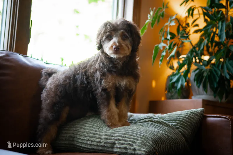 🤎 Kat 🤎 – Aussiedoodle, Miniature Aussiedoodle puppy for sale in Lansing, MI