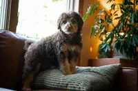 🤎 Kat 🤎, a female Miniature Bernedoodle and Miniature Aussiedoodle for sale in Lansing, MI – 3 of 9