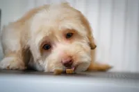🍫 Reeses 🍫, a female Aussiedoodle and Miniature Aussiedoodle for sale in Lansing, MI – 3 of 5