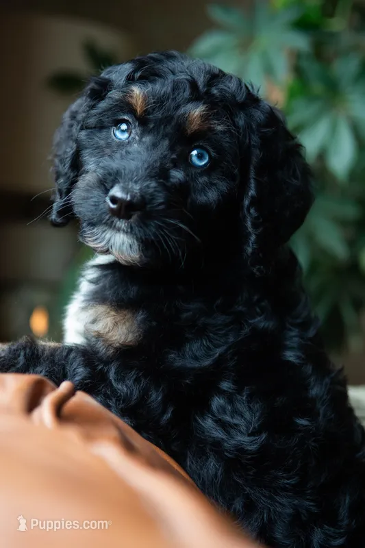 🌿 Nyx 🌿 – Aussiedoodle, Bernedoodle puppy for sale in Lansing, MI