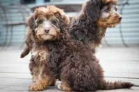 🍫 Kit 🍫, a female Aussiedoodle and Miniature Aussiedoodle for sale in Lansing, MI – 5 of 6