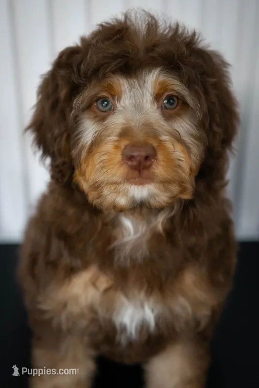 🍫 Kat 🍫 – Aussiedoodle, Miniature Aussiedoodle puppy for sale in Lansing, MI