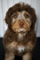 🍫 Kat 🍫, a female Aussiedoodle and Miniature Aussiedoodle for sale in Lansing, MI – 5 of 6