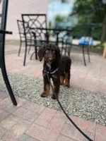 🤎 Mocha 🤎, a female Aussiedoodle and Bernedoodle for sale in Lansing, MI – 5 of 10