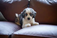 🕊️ Yuki 🕊️, a female Miniature Bernedoodle and Miniature Aussiedoodle for sale in Lansing, MI – 10 of 10