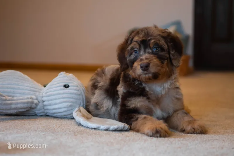 🧡 Hera 🧡 – Aussiedoodle, Bernedoodle puppy for sale in Lansing, MI