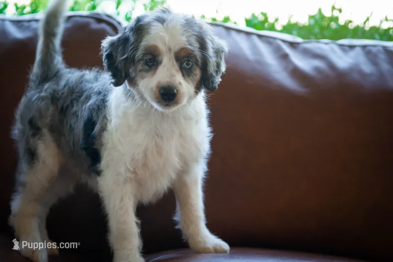 🕊️ Yuki 🕊️ – Aussiedoodle, Miniature Aussiedoodle puppy for sale in Lansing, MI