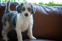 🕊️ Yuki 🕊️, a female Miniature Bernedoodle and Miniature Aussiedoodle for sale in Lansing, MI – 3 of 10