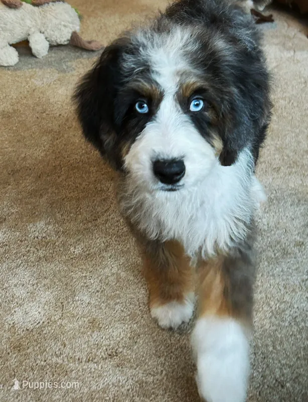 🌿 Artemis  🌿 – Aussiedoodle, Bernedoodle puppy for sale in Lansing, MI