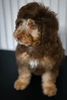 🍫 Kat 🍫, a female Aussiedoodle and Miniature Aussiedoodle for sale in Lansing, MI – 2 of 6