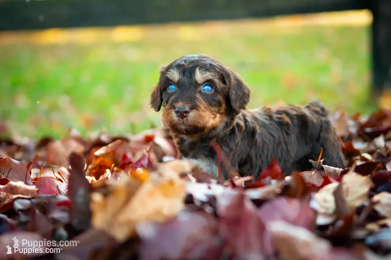 🍃🍂 Prince 🍂🍃 – Aussiedoodle, Bernedoodle puppy for sale in Lansing, MI
