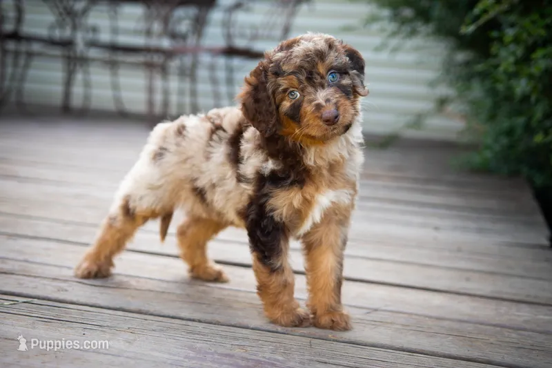 🌿 Hera 🌿 – Aussiedoodle, Bernedoodle puppy for sale in Lansing, MI
