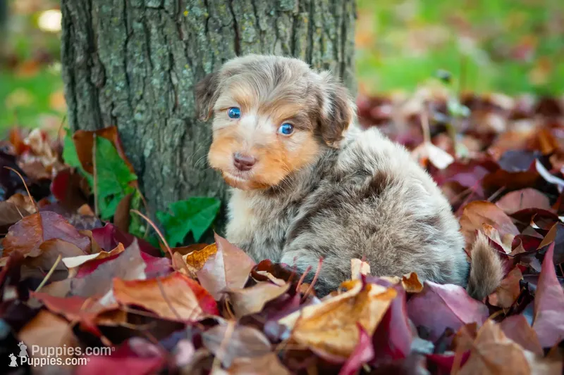 🍃🍂 Dolly 🍂🍃 – Aussiedoodle, Bernedoodle puppy for sale in Lansing, MI
