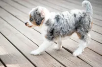 🕊️ Yuki 🕊️, a female Aussiedoodle and Miniature Aussiedoodle for sale in Lansing, MI – 6 of 7