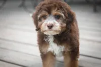 🍫 Snickers 🍫, a male Aussiedoodle and Miniature Aussiedoodle for sale in Lansing, MI – 5 of 6