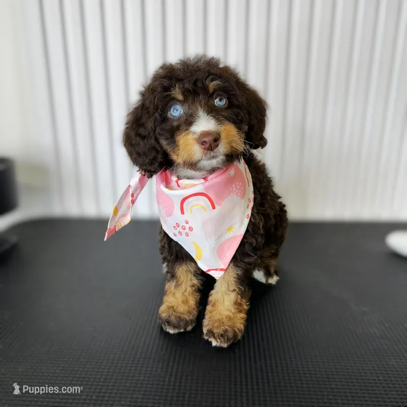 ⭐ AURORA ⭐ – Miniature Bernedoodle, Miniature Aussiedoodle puppy for sale in Lansing, MI