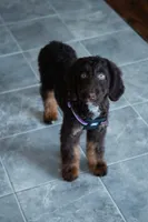 🤎 Mocha 🤎, a female Aussiedoodle and Bernedoodle for sale in Lansing, MI – 2 of 10