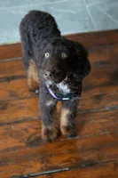 🤎 Mocha 🤎, a female Aussiedoodle and Bernedoodle for sale in Lansing, MI – 7 of 10