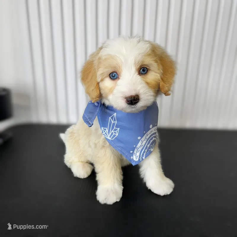 ⭐ SIRIUS ⭐ – Miniature Bernedoodle, Miniature Aussiedoodle puppy for sale in Lansing, MI