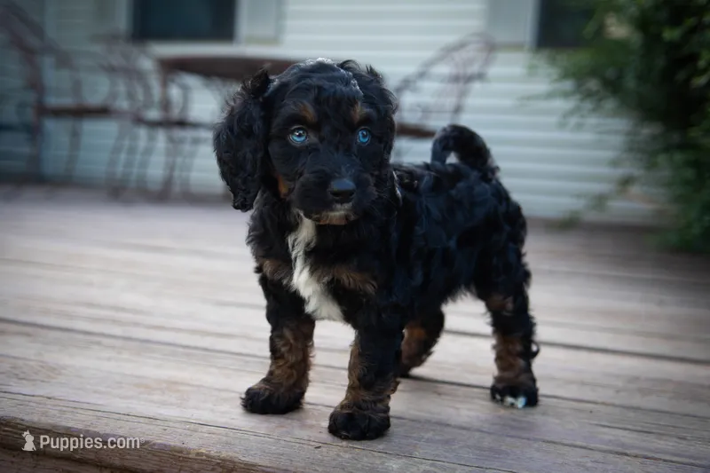 🌿 Nyx 🌿 – Aussiedoodle, Bernedoodle puppy for sale in Lansing, MI