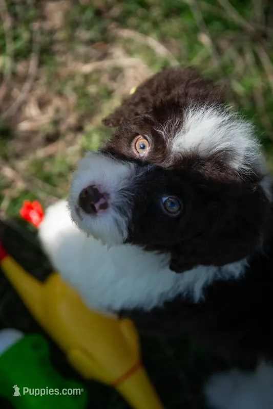 ⭐ CALYPSO ⭐ – Miniature Bernedoodle, Miniature Aussiedoodle puppy for sale in Lansing, MI