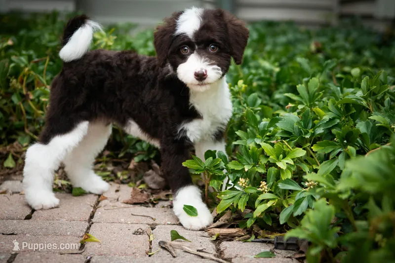 🌟 Calypso🌟 – Miniature Bernedoodle, Miniature Aussiedoodle puppy for sale in Lansing, MI