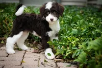 🤎 Calypso 🤎, a female Miniature Bernedoodle and Miniature Aussiedoodle for sale in Lansing, MI – 3 of 8