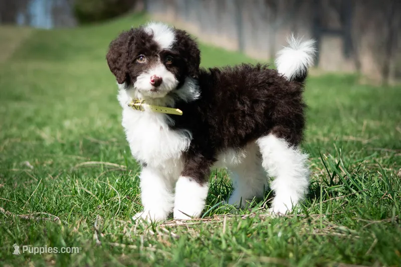 ⭐ CALYPSO ⭐ – Miniature Bernedoodle, Miniature Aussiedoodle puppy for sale in Lansing, MI