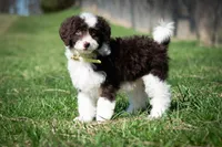 ✨ Calypso ✨, a female Miniature Bernedoodle and Miniature Aussiedoodle for sale in Lansing, MI – Photo 1 of 8
