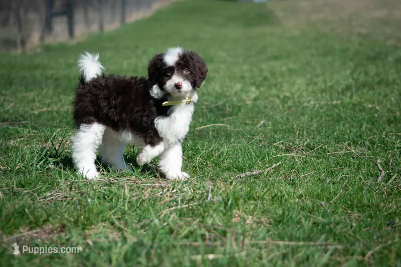 ⭐ CALYPSO ⭐ – Miniature Bernedoodle, Miniature Aussiedoodle puppy for sale in Lansing, MI